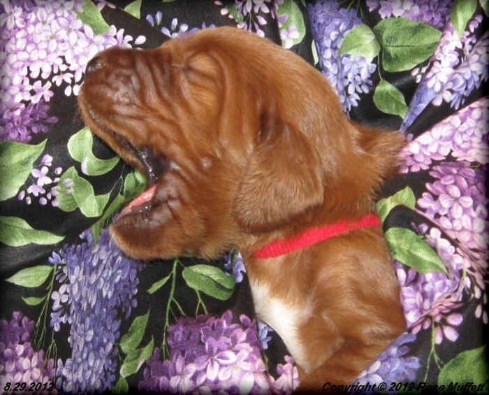 Ginger's Puppies