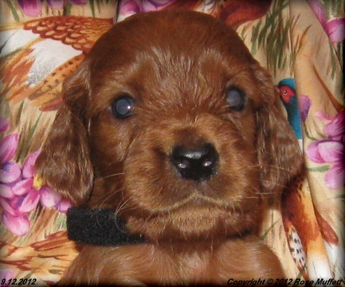 Ginger's Puppies
