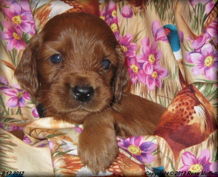 Ginger's Puppies