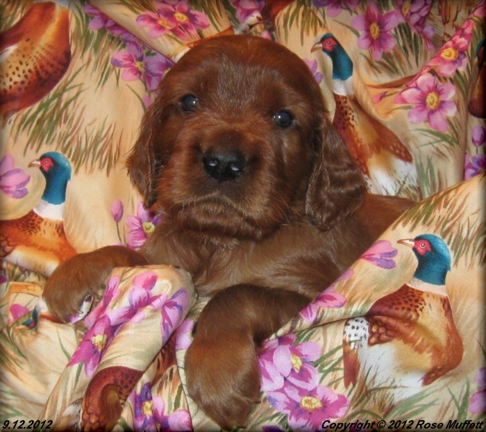 Ginger's Puppies