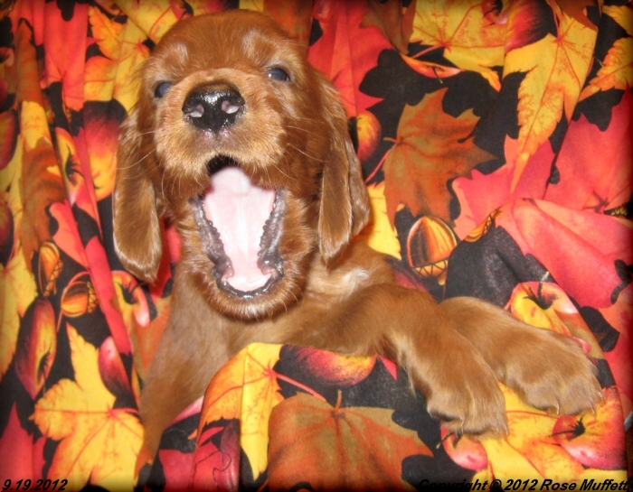 Ginger's Puppies