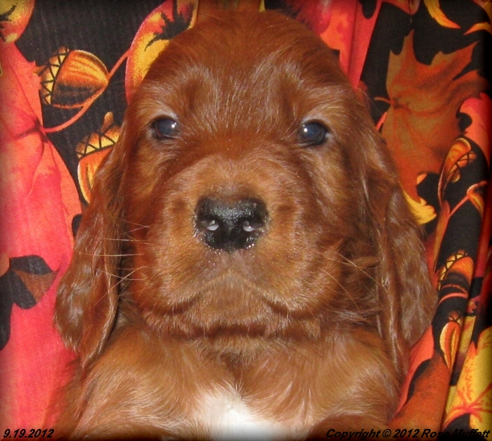 Ginger's Puppies