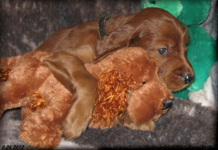 Ginger's Puppies