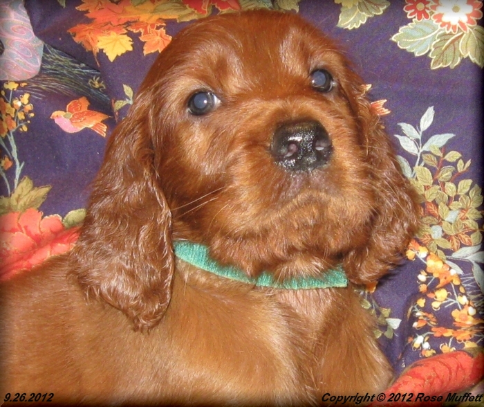 Ginger's Puppies