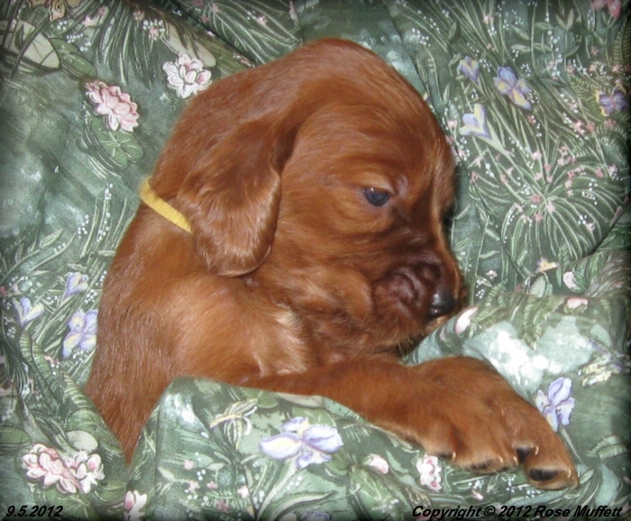 Ginger's Puppies