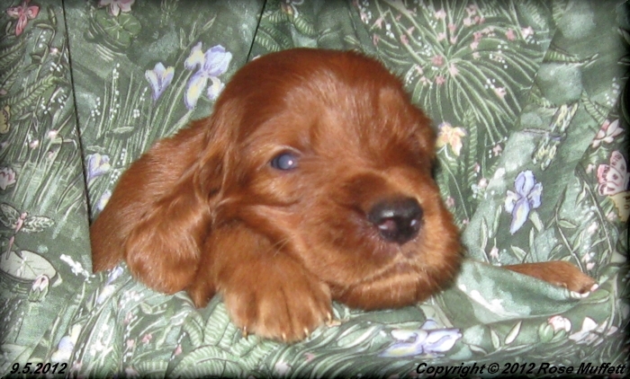 Ginger's Puppies