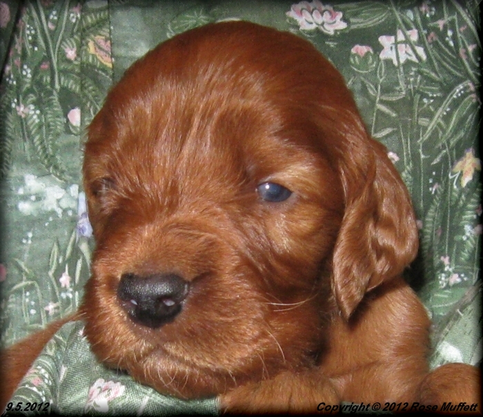 Ginger's Puppies