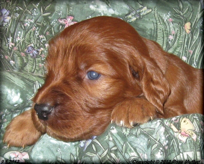 Ginger's Puppies