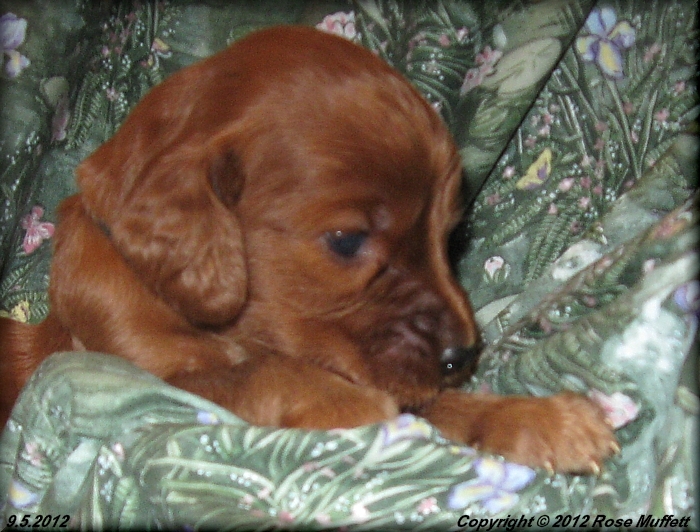 Ginger's Puppies