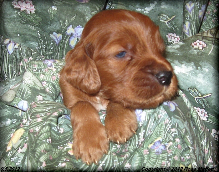 Ginger's Puppies