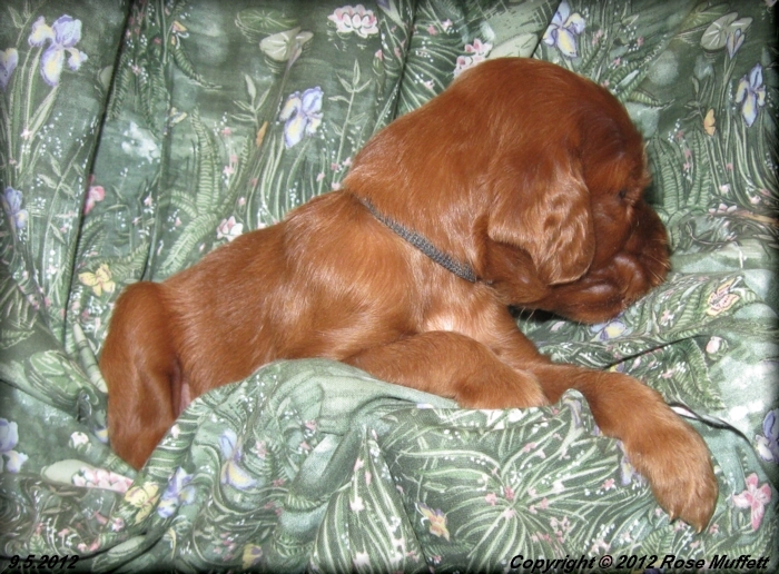 Ginger's Puppies