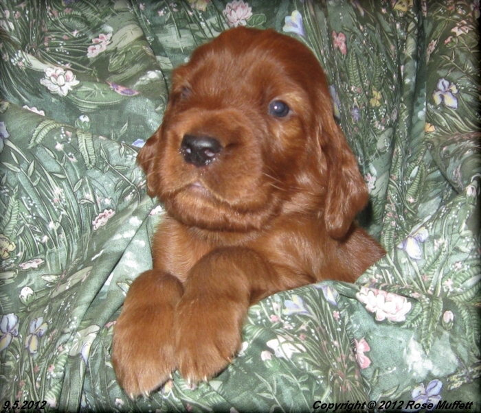 Ginger's Puppies