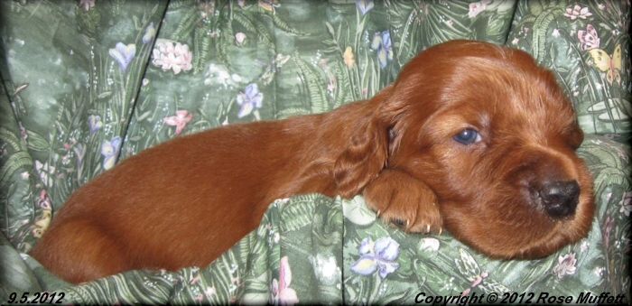 Ginger's Puppies