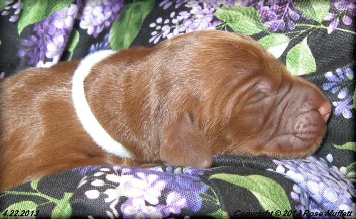 AKC Irish Setter Puppy For Sale