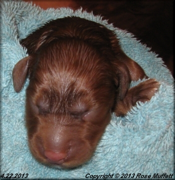 AKC Irish Setter Puppy For Sale
