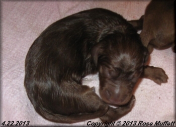 AKC Irish Setter Puppy For Sale