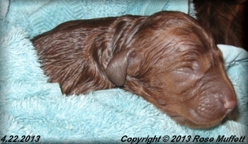 AKC Irish Setter Puppy For Sale