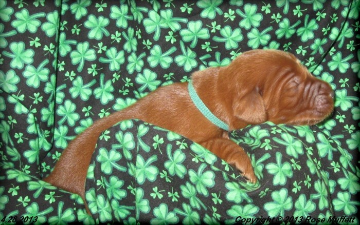 AKC Irish Setter Puppy For Sale