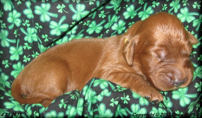 AKC Irish Setter Puppy For Sale