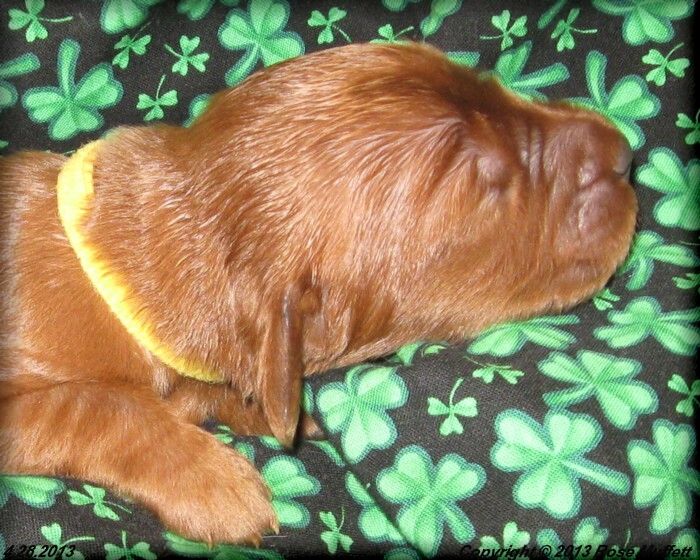 AKC Irish Setter Puppy For Sale
