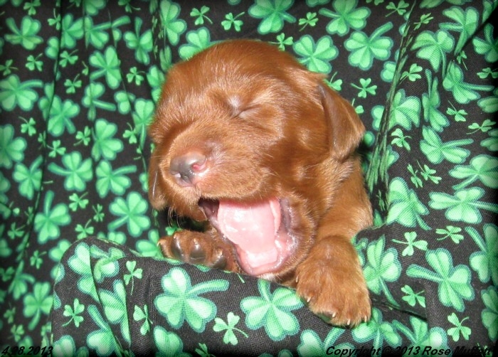 AKC Irish Setter Puppy For Sale
