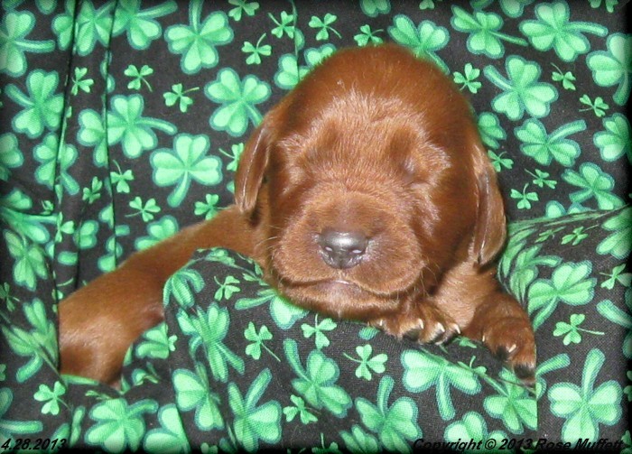 AKC Irish Setter Puppy For Sale