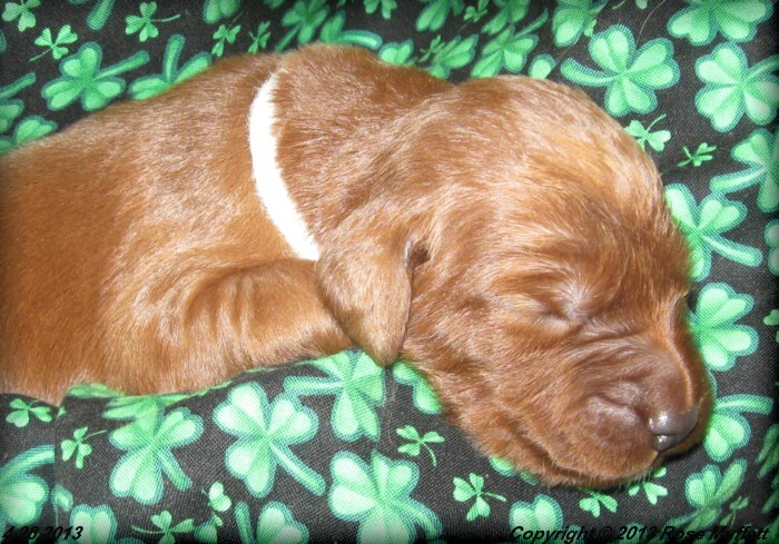 AKC Irish Setter Puppy For Sale