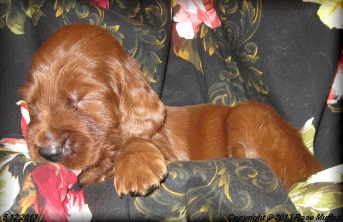 AKC Irish Setter Puppy For Sale