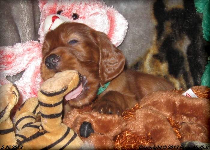 AKC Irish Setter Puppy For Sale