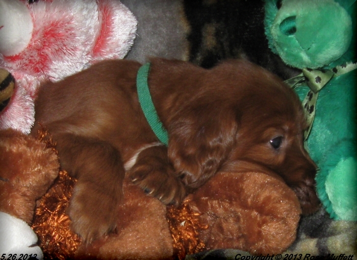 AKC Irish Setter Puppy For Sale