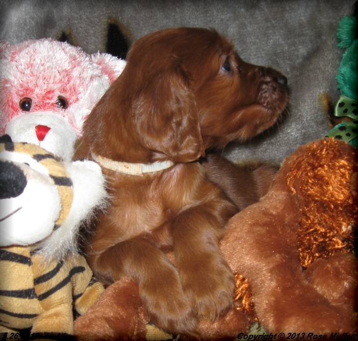 AKC Irish Setter Puppy For Sale