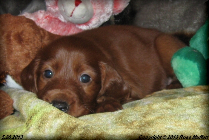 AKC Irish Setter Puppy For Sale