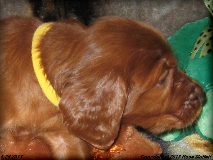 AKC Irish Setter Puppy For Sale