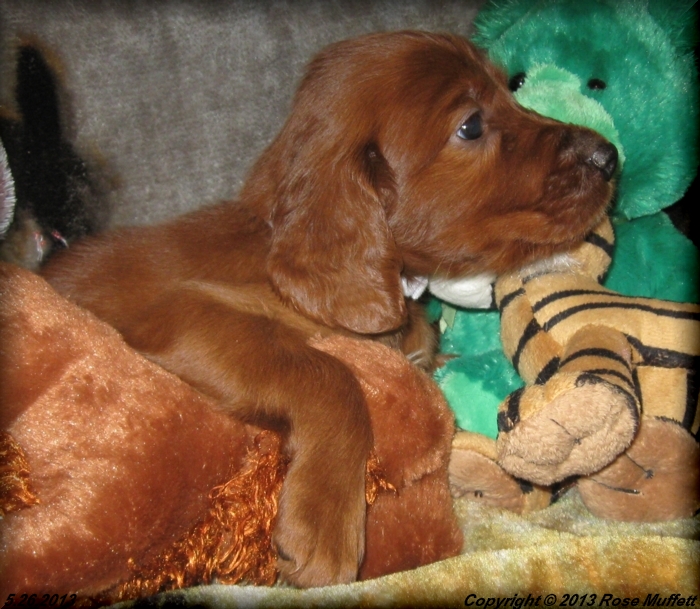AKC Irish Setter Puppy For Sale