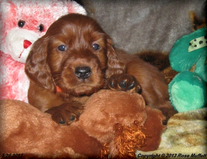 AKC Irish Setter Puppy For Sale