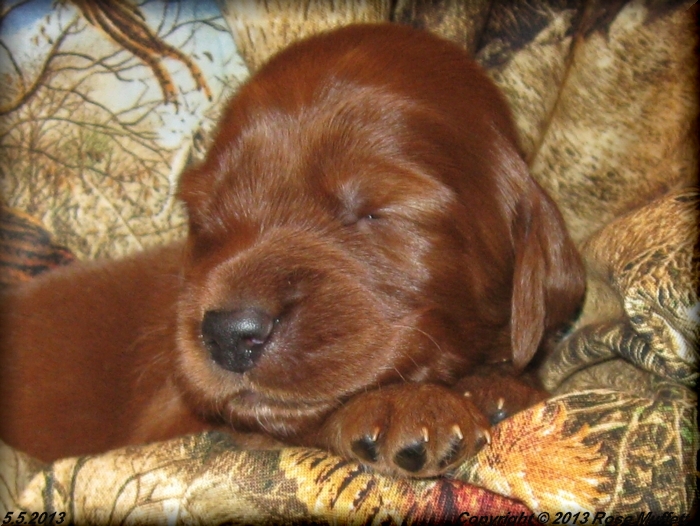 AKC Irish Setter Puppy For Sale