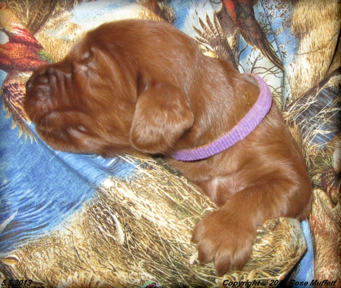 AKC Irish Setter Puppy For Sale
