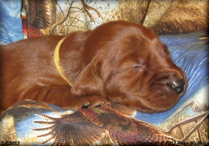 AKC Irish Setter Puppy For Sale