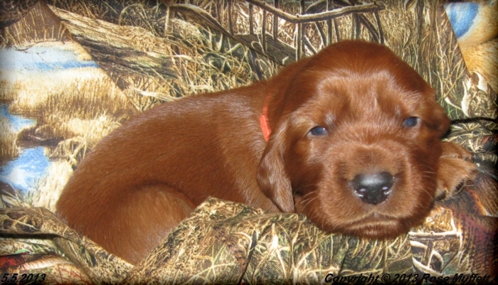 AKC Irish Setter Puppy For Sale