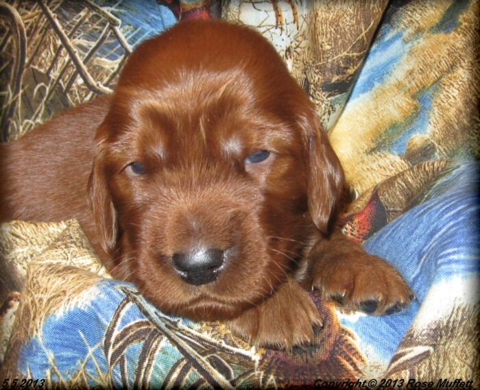 AKC Irish Setter Puppy For Sale