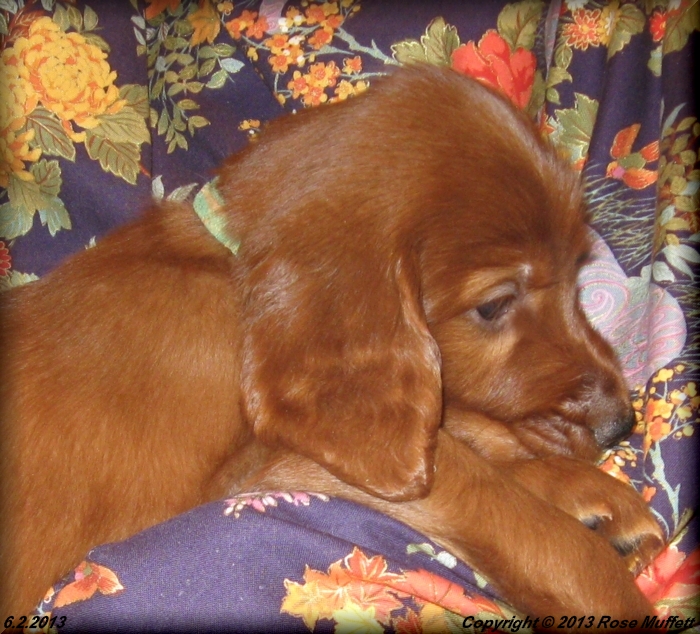 AKC Irish Setter Puppy For Sale