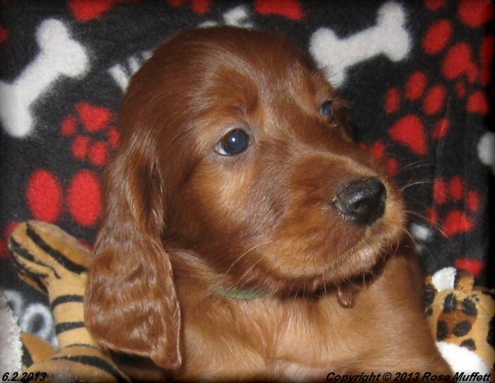 AKC Irish Setter Puppy For Sale