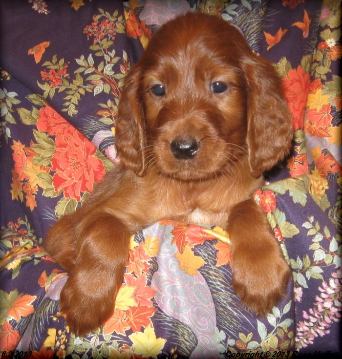 AKC Irish Setter Puppy For Sale