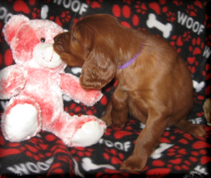 AKC Irish Setter Puppy For Sale