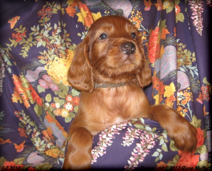 AKC Irish Setter Puppy For Sale