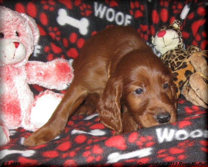 AKC Irish Setter Puppy For Sale