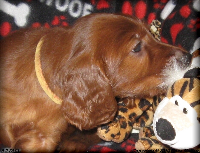 AKC Irish Setter Puppy For Sale
