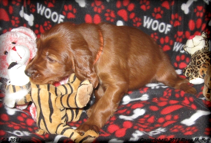 AKC Irish Setter Puppy For Sale