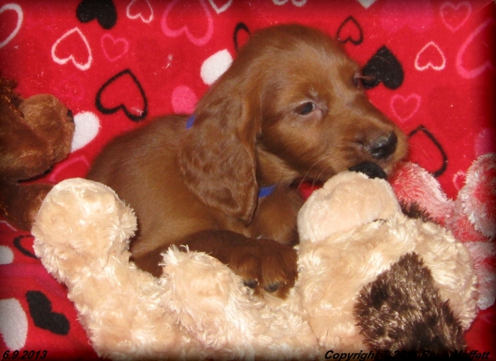 AKC Irish Setter Puppy For Sale