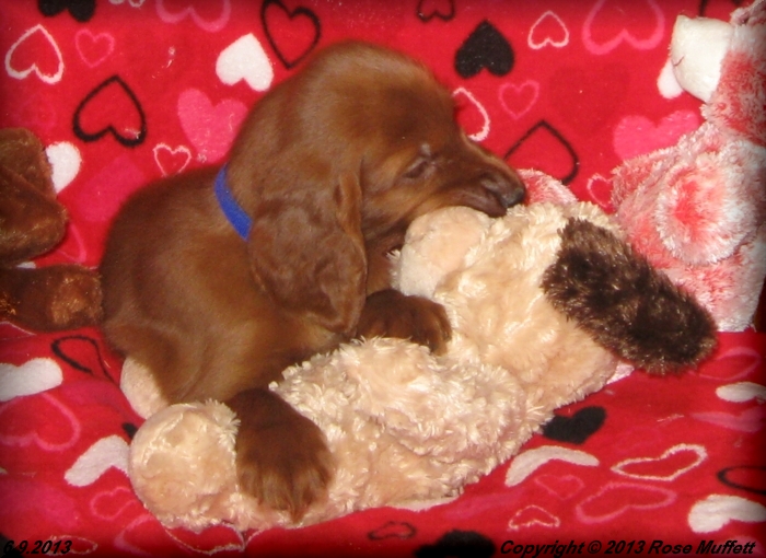 AKC Irish Setter Puppy For Sale